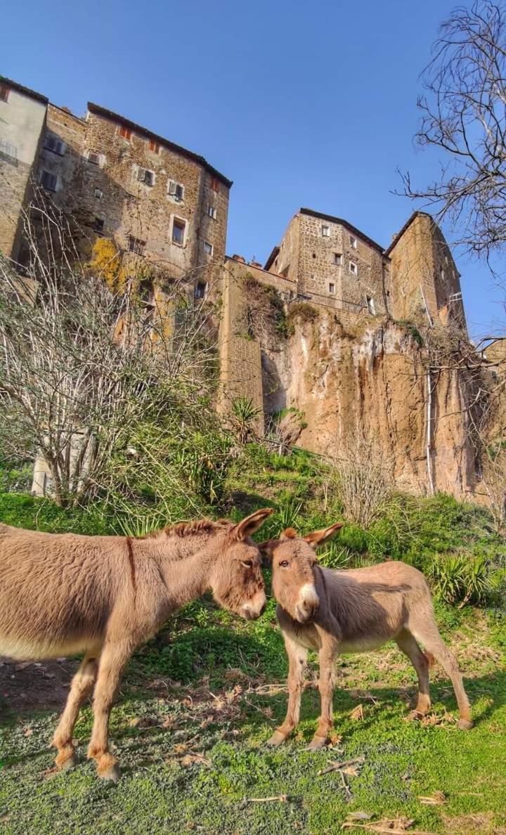Apartmán Casa Lale Corchiano Exteriér fotografie